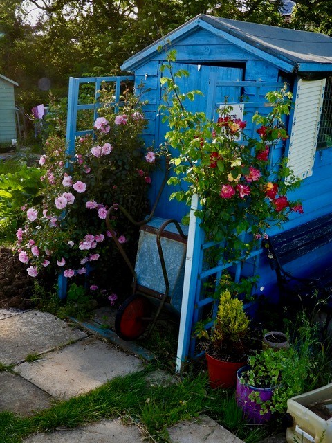 Allotment Summer 2022 17